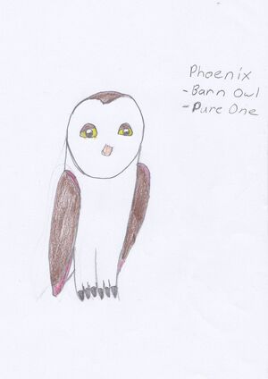 Phoenix as a pure one barn owl