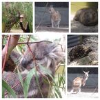 Tweeted by Nathalia: "Australian wildlife @ Jiralinga Animal Sanctuary".