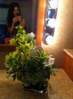 Tweeted by Tasie: "Someone sent some beautiful orchids to my trailer :) thanks @juliecolbert".
