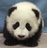 Pandas are cute.