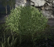 Bush that can be harvested