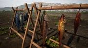 Fish on Drying Rack