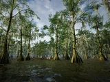 Swamp