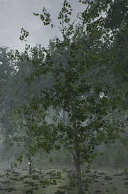 Trees | The Infected Wiki | Fandom