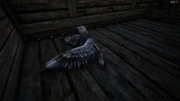 Pigeon