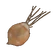 Onion Sprout
