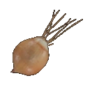 Onion Sprout