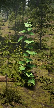 Cucumber Plant