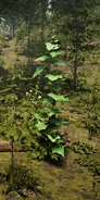 Cucumber Plant