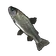 Trout