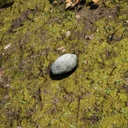 Small Stone
