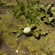 Melon Plant