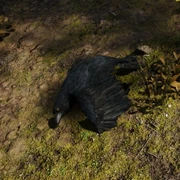 Crow Dead