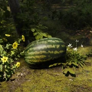 Watermelon Plant