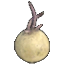 Potato Sprout
