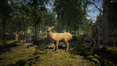Deer