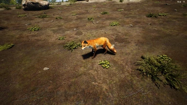 Fox
