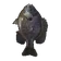 Bluegill