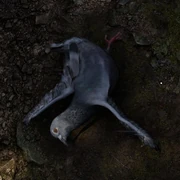 Pigeon Dead