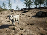 Sheep