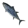 Tuna