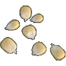 Corn Seeds