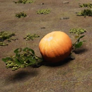 Pumpkin Plant