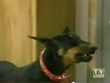 "Poopsy" the Dog