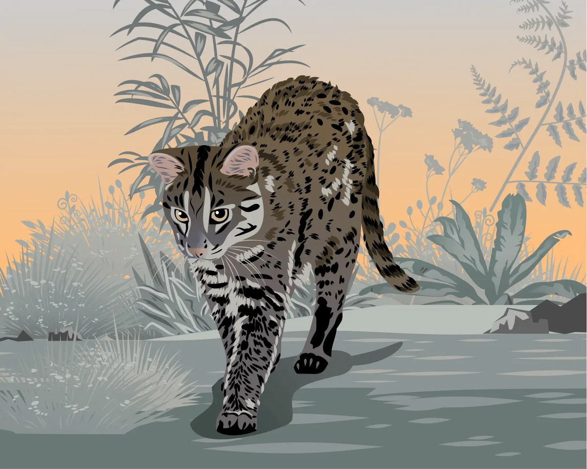 絵画 Iriomote wildcat The Risky Fame of a Rare Island Wildcat | Hakai Magazine