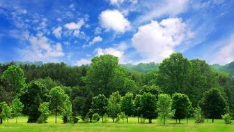 Trees.jpg
