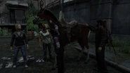 Joel accarezza un cavallo