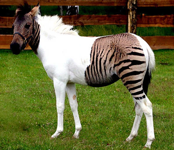 Zorse | The League of Utter Disaster, Chaos, and Insanity
