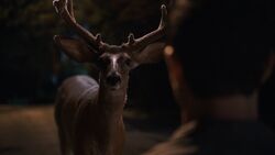 1x01 KevinAndTheDeer