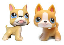 Boston sales terrier shop