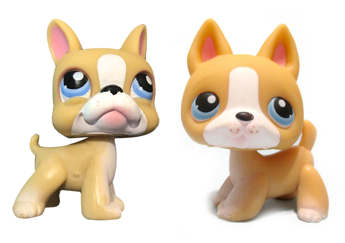 Boston Terrier (Biggest Littlest Pet Shop), Littlest Pet Shop Collector's  Wiki