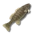 Raw smallmouth bass icon
