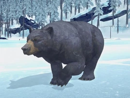Bear 2