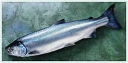Whole-coho-salmon.jpg (17 КБ) Прототип живой рыбы