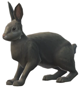 Rabbit