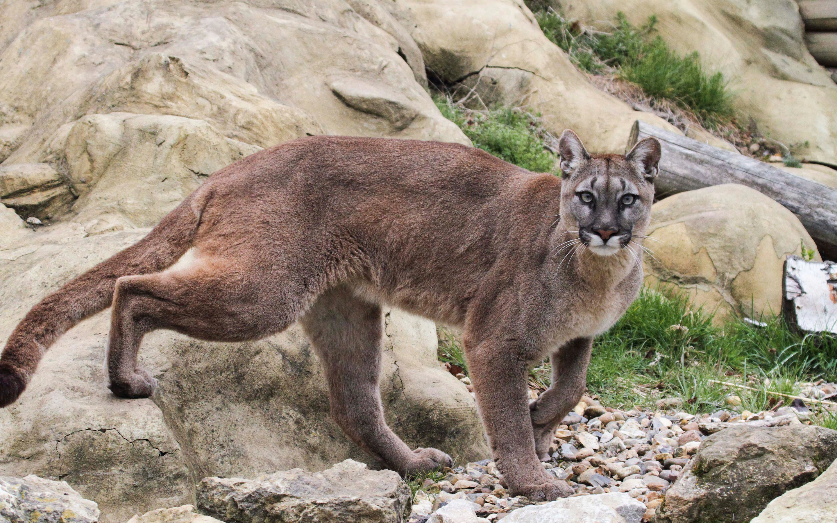 Beluna's Puma | The Magical RP Wiki | Fandom Beluna's Puma | The Magical RP Wiki | Fandom