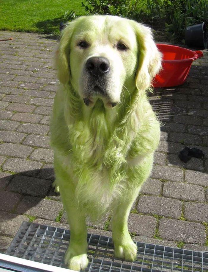 Canis viridifur Green Dog The Mappen Family Encyclopedia Wiki Fandom