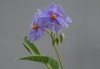 Solanum Watneyi 1.jpg