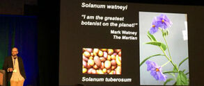 Solanum Watney 2.jpg