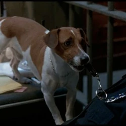 The Mask Jim carrey, Jim carrey the mask, Cat vs dog