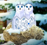 The Snow Owls were Woken Up