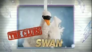 Swan’s Clue Intro