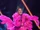 Flamingo (US)