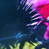 TMS-THS5-SeaUrchins-small
