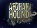 Afghan Hound