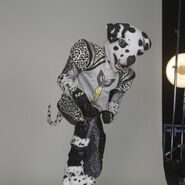 US Dalmatian photoshoot-bts1